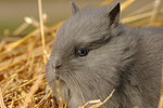 kleintierfotos kaninchen_-_loewenkoepfchen
