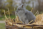 kleintierfotos kaninchen_-_loewenkoepfchen