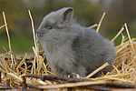 kleintierfotos kaninchen_-_loewenkoepfchen
