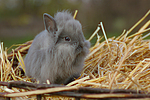 kleintierfotos kaninchen_-_loewenkoepfchen