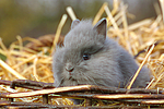 kleintierfotos kaninchen_-_loewenkoepfchen