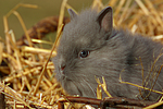 kleintierfotos kaninchen_-_loewenkoepfchen