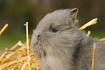 kleintierfotos kaninchen_-_loewenkoepfchen