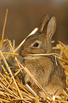 kleintierfotos kaninchen_-_zwergkaninchen