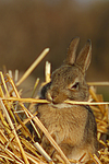 kleintierfotos kaninchen_-_zwergkaninchen