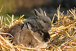 kleintierfotos kaninchen_-_zwergkaninchen