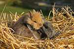 kleintierfotos kaninchen_-_zwergkaninchen