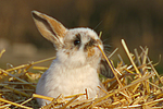 kleintierfotos kaninchen_-_zwergwidder