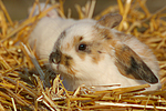 kleintierfotos kaninchen_-_zwergwidder