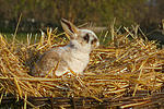 kleintierfotos kaninchen_-_zwergwidder