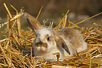kleintierfotos kaninchen_-_zwergwidder