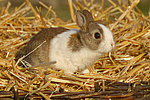 kleintierfotos kaninchen_-_zwergkaninchen