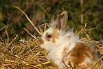 kleintierfotos kaninchen_-_loewenkoepfchen