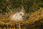 kleintierfotos kaninchen_-_loewenkoepfchen