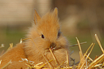 kleintierfotos kaninchen_-_loewenkoepfchen
