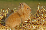 kleintierfotos kaninchen_-_loewenkoepfchen