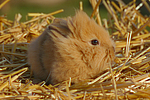 kleintierfotos kaninchen_-_loewenkoepfchen