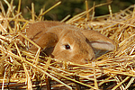 kleintierfotos kaninchen_-_widderkaninchen