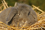 kleintierfotos kaninchen_-_widderkaninchen