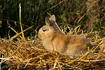 kleintierfotos kaninchen_-_loewenkoepfchen