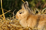 kleintierfotos kaninchen_-_loewenkoepfchen