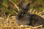 kleintierfotos kaninchen_-_loewenkoepfchen