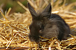 kleintierfotos kaninchen_-_loewenkoepfchen
