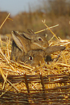 kleintierfotos kaninchen_(alle)