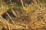 kleintierfotos kaninchen_(alle)