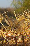 kleintierfotos kaninchen_(alle)