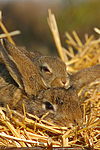 kleintierfotos kaninchen_(alle)
