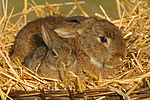 kleintierfotos kaninchen_(alle)