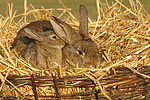 kleintierfotos kaninchen_(alle)