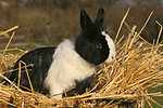 kleintierfotos kaninchen_-_zwergkaninchen