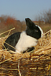kleintierfotos kaninchen_-_zwergkaninchen