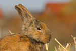 kleintierfotos kaninchen_(alle)