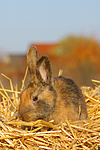 kleintierfotos kaninchen_(alle)