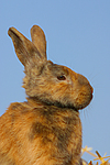 kleintierfotos kaninchen_(alle)