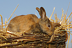 kleintierfotos kaninchen_(alle)