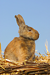 kleintierfotos kaninchen_(alle)