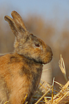 kleintierfotos kaninchen_(alle)