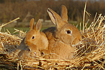 kleintierfotos kaninchen_(alle)