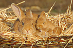 kleintierfotos kaninchen_(alle)
