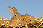 kleintierfotos kaninchen_(alle)