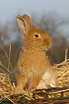 kleintierfotos kaninchen_-_zwergkaninchen