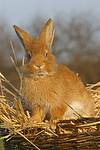 kleintierfotos kaninchen_-_zwergkaninchen
