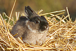 kleintierfotos kaninchen_-_zwergkaninchen