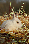 kleintierfotos kaninchen_-_zwergkaninchen
