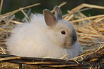 kleintierfotos kaninchen_-_rassekaninchen