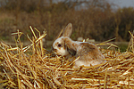 kleintierfotos kaninchen_-_zwergwidder